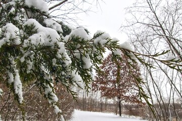 Closeup of snow on a pine branch above a snow-covered hiking trail on a winter day at Buffalo Rock State Park near Ottawa, Illinois.