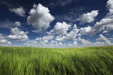 Fototapeta premium Vibrant Green Meadow Under a Clear Blue Sky with Fluffy White Clouds