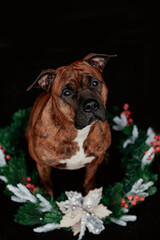 Boxer mit Weihnachtskranz