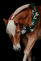 Weihnachts Haflinger
