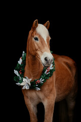 Weihnachts Haflinger