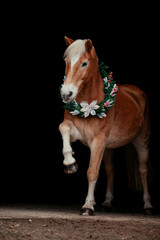 Weihnachts Haflinger