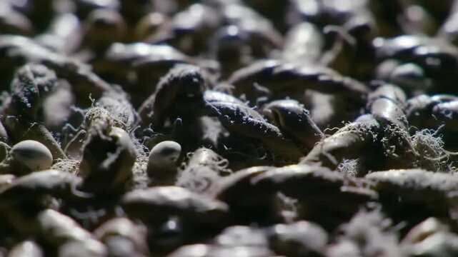 Clustered barnacles on the sea floor.