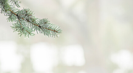 Christmas tree branch with dew drops