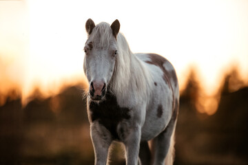 Pferdeherde im Sonnenuntergang