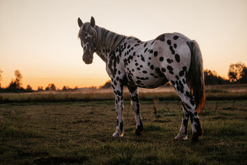 Pferdeherde im Sonnenuntergang