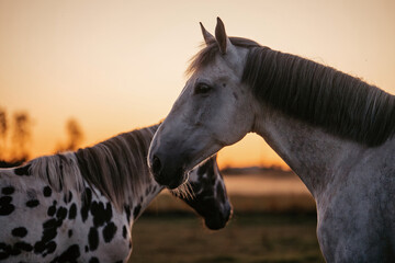 Pferdeherde im Sonnenuntergang