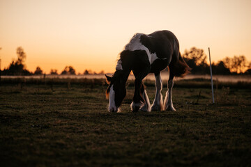 Pferdeherde im Sonnenuntergang