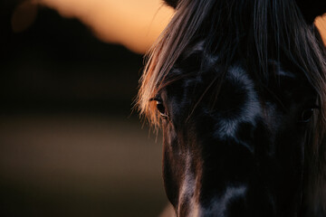 Pferdeherde im Sonnenuntergang