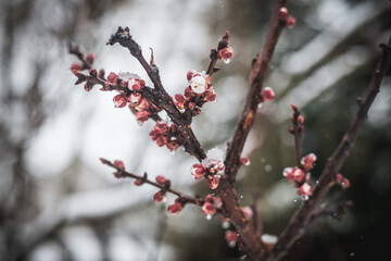 Delicate spring blossom on tree branch with soft blurred background. Nature floral background with copy space.