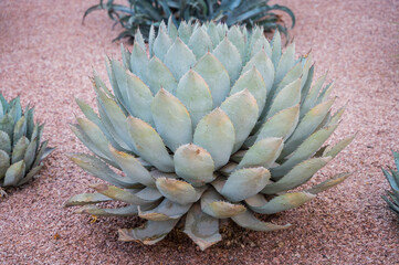 Full Grown Agave Plant in the Garden.