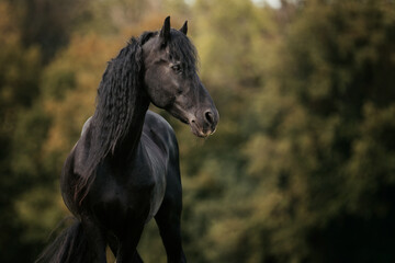 Friese mit Ekzem © ScullyPictures