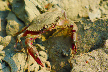 Crab on the Rocks: A detailed view of a crab resting on weathered rocks, bathed in natural light, showcasing its intricate shell and powerful claws.