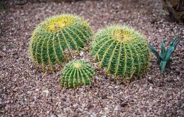 Big barrel cactus (Echinocactus grusonii) in decorative garden. Golden barrel cactus growing outdoor.
