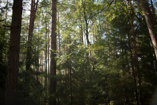 Sunlight filtering through lush green forest canopy