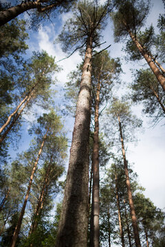 Looking up at towering pine trees against a blue sky in a vibrant forest