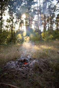 Glowing Embers of a Campfire in a Sunny Forest Clearing