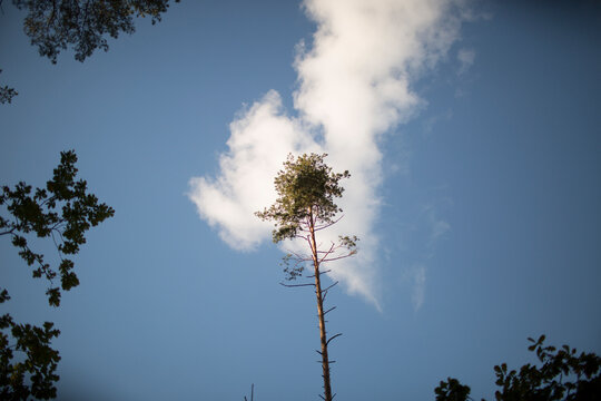 tall pine tree in sky background