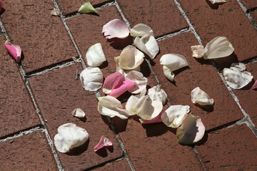 Hintergrund Bild einer Hochzeit, Verstreute Rosenblütenblätter auf dem Boden