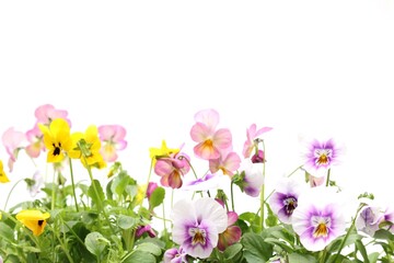 白背景のビオラ