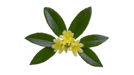 Yellow flower with five green leaves isolated on transparency background, showing fresh, natural, and botanical details, perfect for spring or summer floral design and decoration