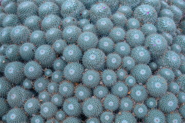 Overhead view of Mammillaria cacti. Top view of group of cacti background.