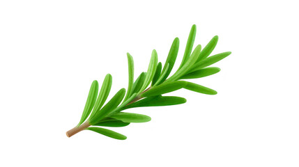 Fototapeta premium Fresh rosemary herb isolated on transparency background, vibrant green needle like leaves, aromatic culinary ingredient, natural seasoning for cooking, healthy and organic