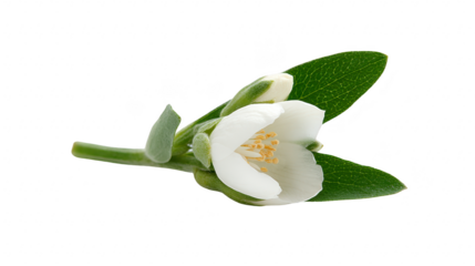 White flower with green leaves delicate petal isolated on transparent background close up natural botanical element fresh spring elegant peaceful simple beauty