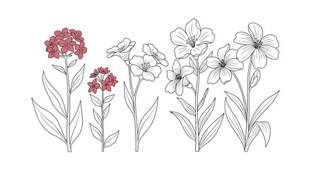 Beautiful collection of line art flowers with delicate petals and elegant stems featuring subtle red color accents.