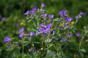 Fototapeta premium Wiese im Sommer im Schwarzwald mit bunt blühenden Blumen