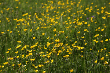 Obraz premium Wiese im Sommer im Schwarzwald mit bunt blühenden Blumen
