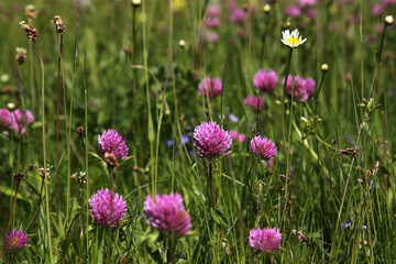 Obraz premium Wiese im Sommer im Schwarzwald mit bunt blühenden Blumen