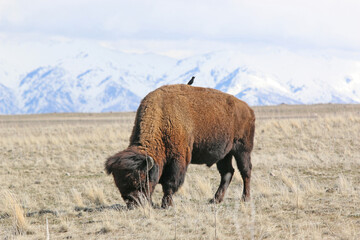 Bison on Antelope Island, Utah, in winter	