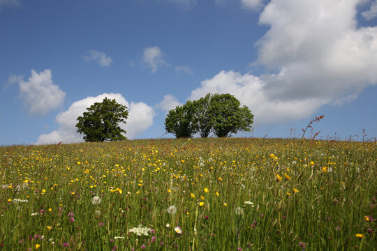 Pnanorama Landschaft Aufnahme im Schwarzwald in der n&auml;he Hofsgrund im Sommer