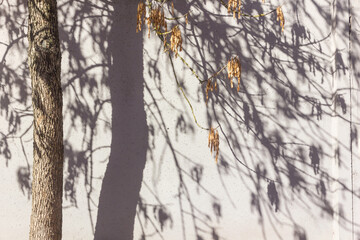 Background from the shadow of autumn branches on a cement wall.