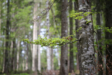 Schwarzwald im Sommer, Landschaft in der nähe von Hofsgrund