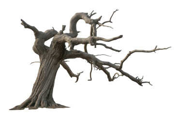 leafless old spooky tree isolated on white or transparent png 
