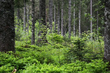 Fototapeta premium Schwarzwald im Sommer, Landschaft in der nähe von Hofsgrund