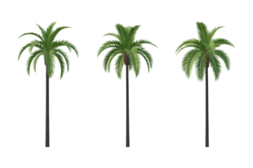 isolated cutout tropical coconut palm tree Cocos nucifera in 3 different model option, best use for landscape design 
