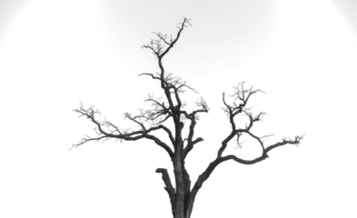 Drought tree silhouette isolated on transparent, dead tree trunk and branches, arid climate 

