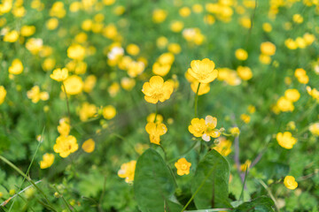 Rockaway Big Tree Boardwalk, Oregon Coast Highway 101	