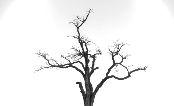 Drought tree silhouette isolated on transparent, dead tree trunk and branches, arid climate
- Powered by Adobe