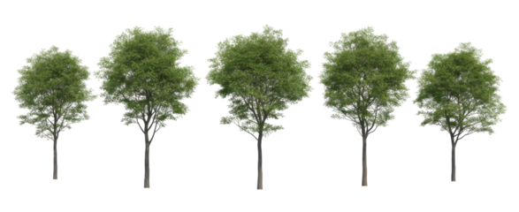 Collection Tree has green young leaves. black trunk and branches (spring). Total 5 trees.