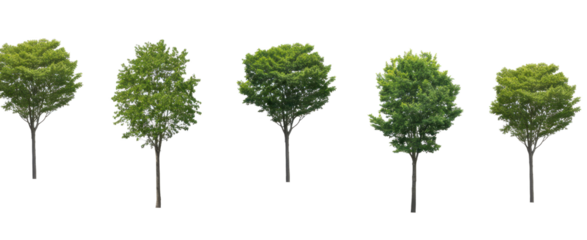 Collection Tree has green young leaves. black trunk and branches (spring). Total 5 trees.