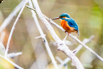 Eisvogel