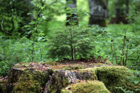 Detailaufnahme im Schwarzwald im Sommer