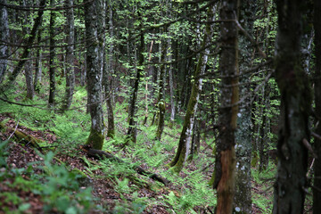 Fototapeta premium Wald aus Laubbäumen im Schwarzwald im Sommer