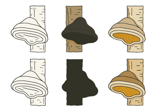 Birch Polypore Cross-Section. Cross-section of birch polypore attached to bark, showing internal layers and spore surface, minimal