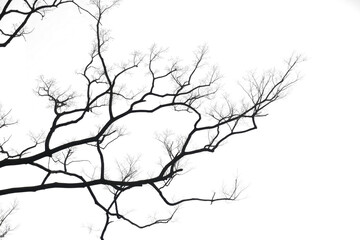 Fototapeta premium Silhouette tree 