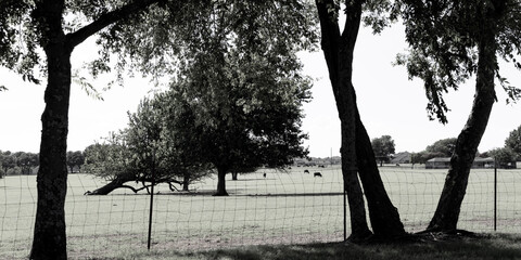 Monochromatic photograph of cows in a pasture grazing.